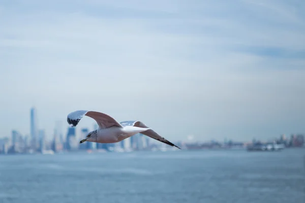 Martı suyun üzerinde uçuyor.