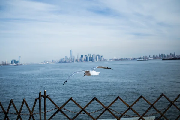 Martı suyun üzerinde uçuyor.