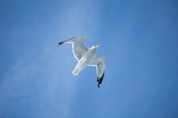 Gaviota volando en el cielo azul Imagen De Stock