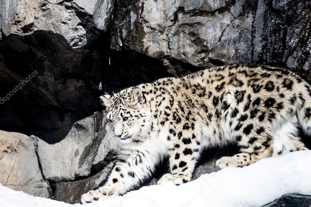 Beautiful Snow leopard
