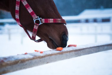 Kahverengi at ahır içinde