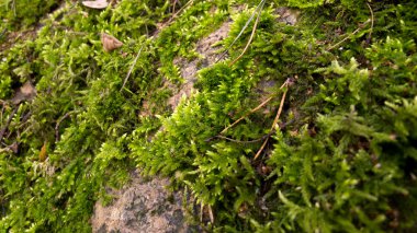 Ağaç kabuğu üzerinde yosun yetişir