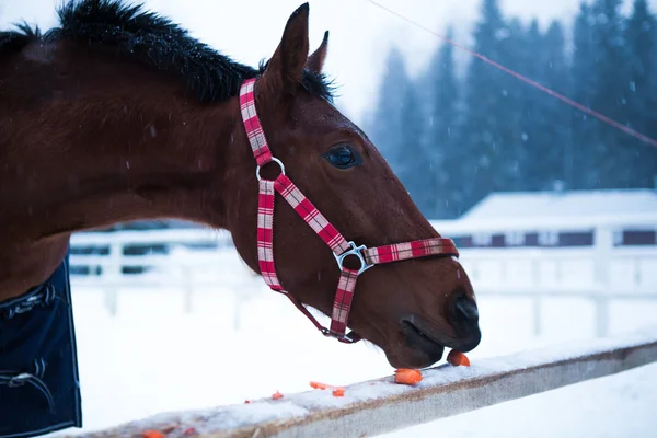 Braunes Pferd im Stall — Stockfoto