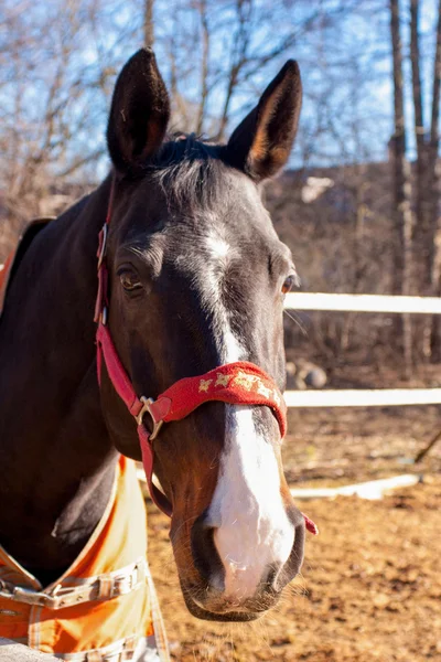 Siyah at ahır içinde