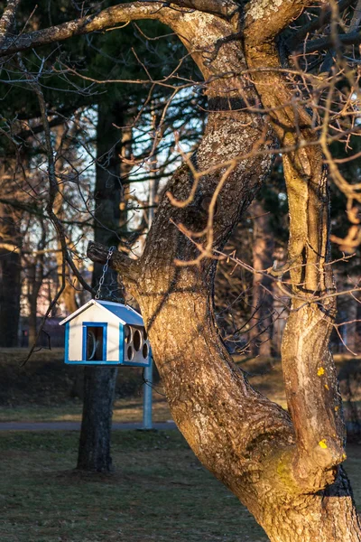 Fågelholk på ett träd i parken — Stockfoto