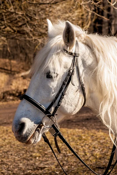 Beyaz at ahır içinde — Stok fotoğraf