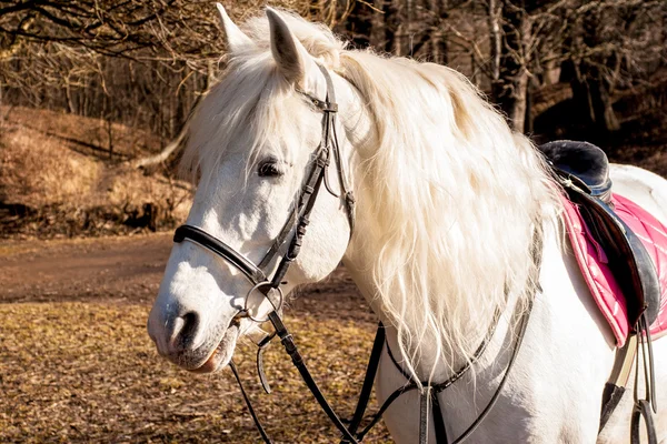 Cavalo branco em estábulos — Fotografia de Stock