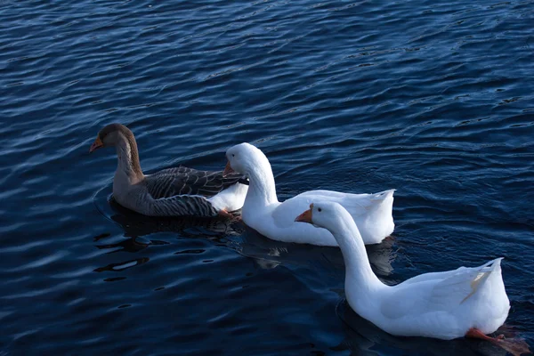 Su üzerinde yüzen kaz