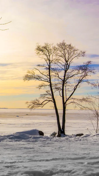 Sceniczny spokojny zimowy krajobraz — Zdjęcie stockowe