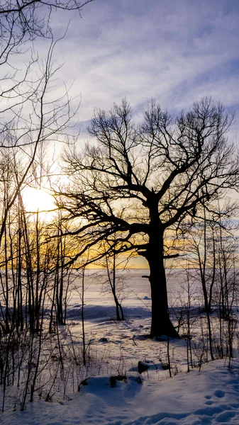Sceniczny spokojny zimowy krajobraz — Zdjęcie stockowe