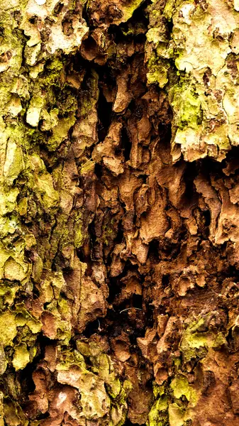 Çam ağacı kabuğu