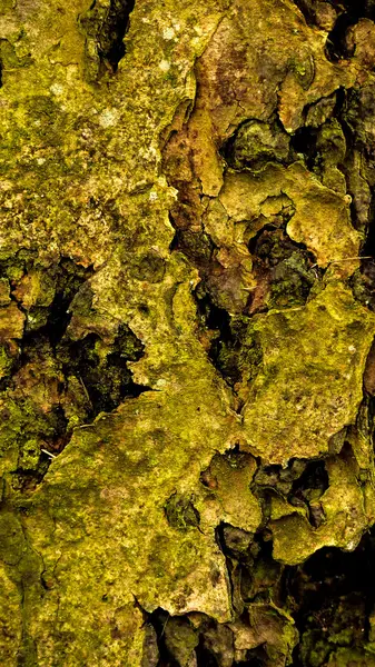 Çam ağacı kabuğu