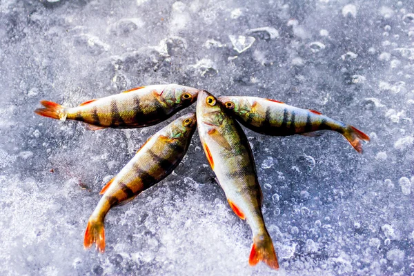 Poisson-perche sur la glace Images De Stock Libres De Droits