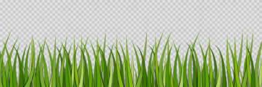 Yeşil çimenler. Tarla için çimenlik. Çimen filizleri. Futbol için bahar otlağı. Çayırdaki yeşil bitki şeffaf arkaplanda izole edilmiş. Kenarlı yatay doğa şekli. Ekoloji, bahçe. Vektör.