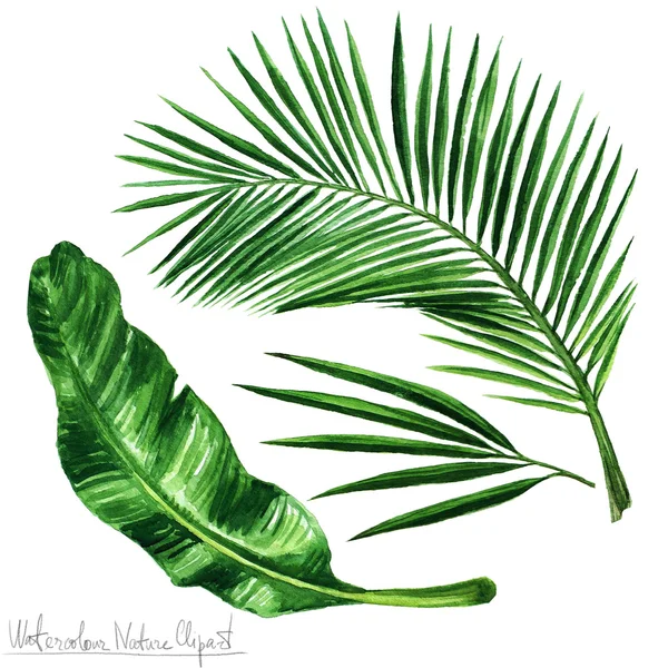 Akvarell natur Clipart - palmblad — Stockfoto