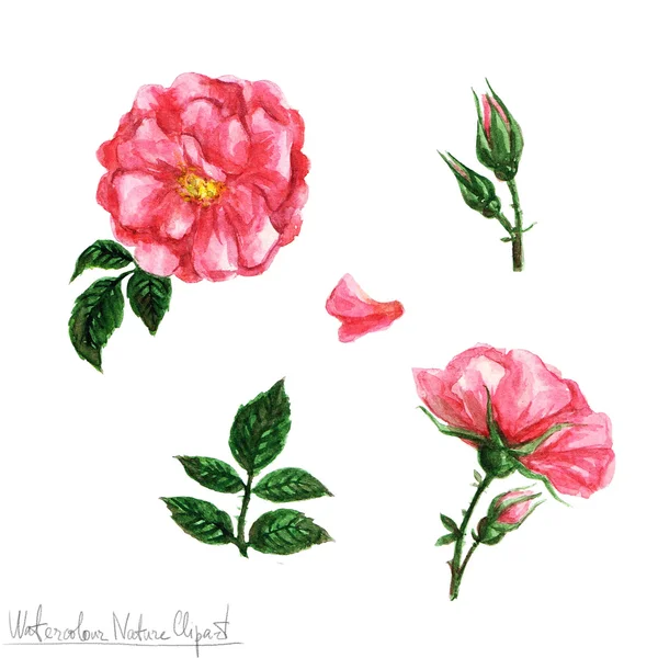 Akvarell természet Clipart - virág — Stock Fotó