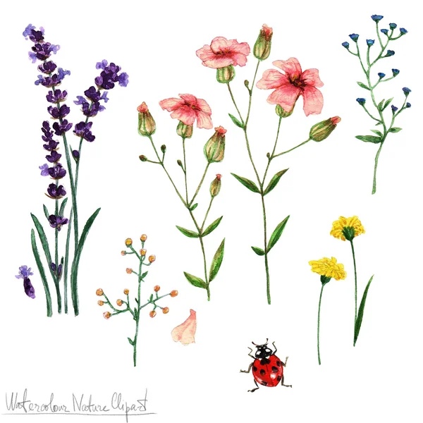 Aquarel natuur Clipart - bloemen — Stockfoto