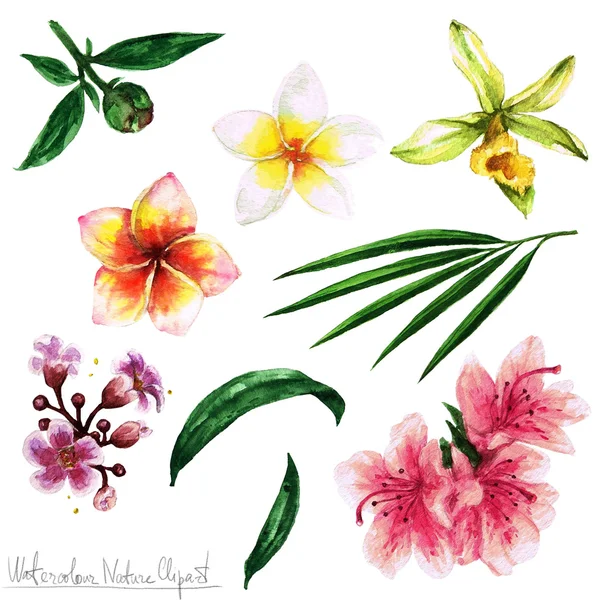 Aquarela Clipart Natureza - Flores — Fotografia de Stock