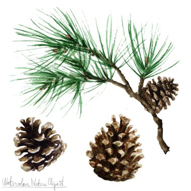 Sulu Boya doğa Clipart - çam