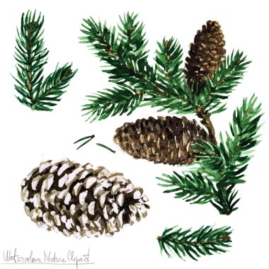 Watercolor Nature Clipart - Pine clipart