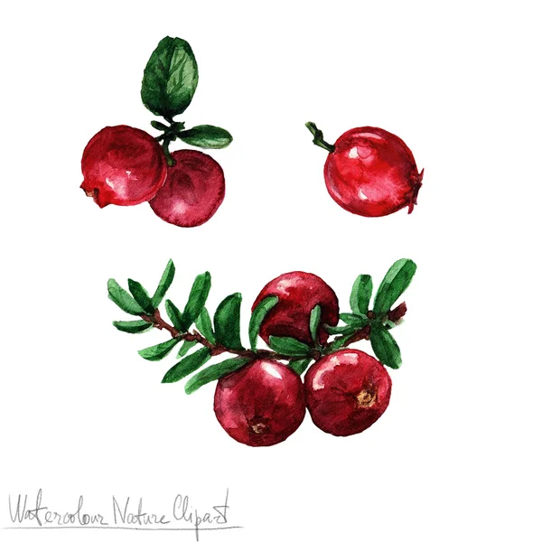 Aquarel natuur Clipart - Cranberry — Stockfoto