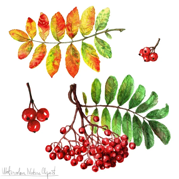 Watercolor Nature Clipart - Rowan — Stock Photo, Image
