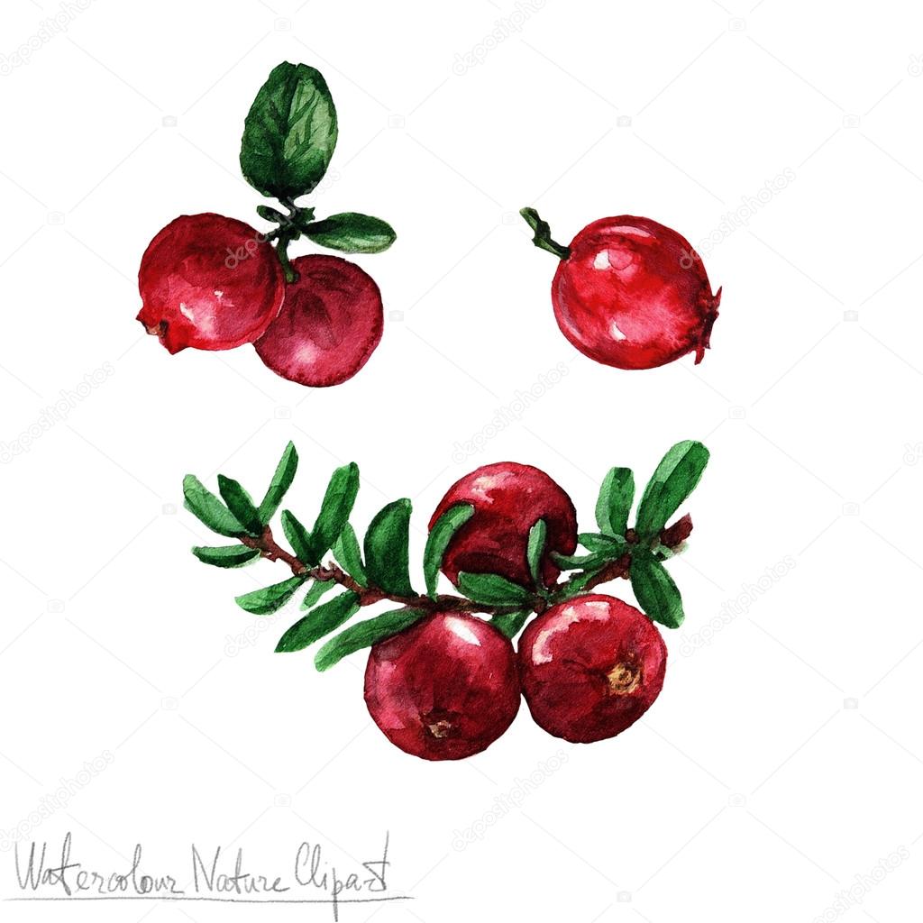 cranberries clip art