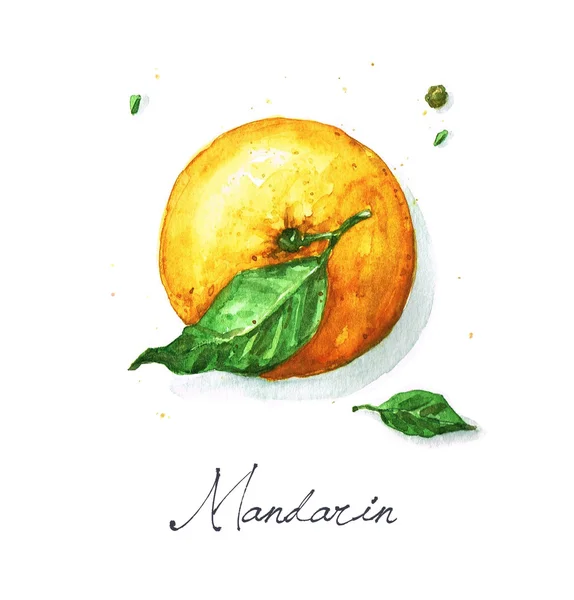 Mandarijn of Orange - aquarel voedsel collectie — Stockfoto