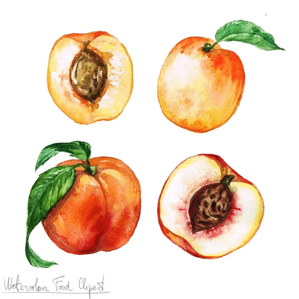 Акварель пищевой клипарт - абрикос и персик — стоковое фото