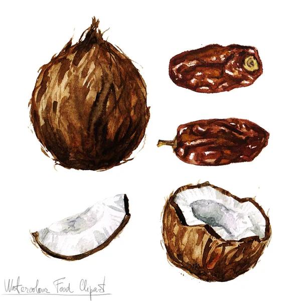 Akvarel potravin kliparty - kokos a datum — Stock fotografie