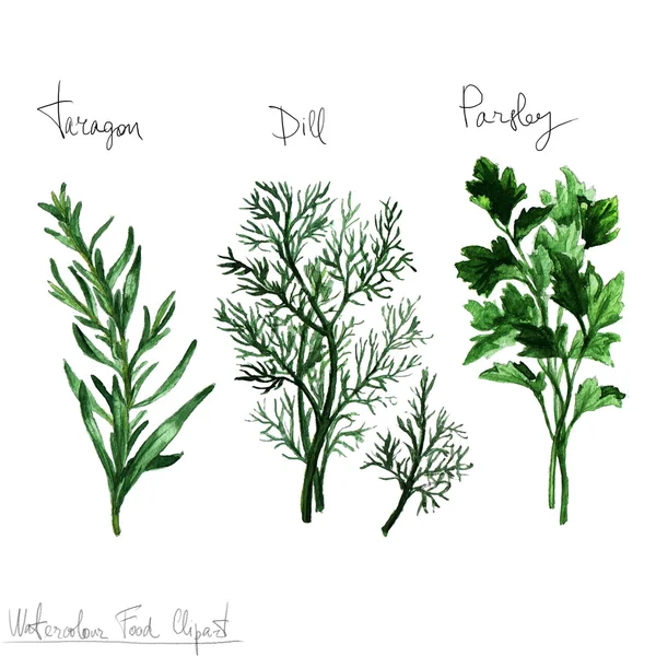 Air Color Food Clipart - Herbs — Stok Foto