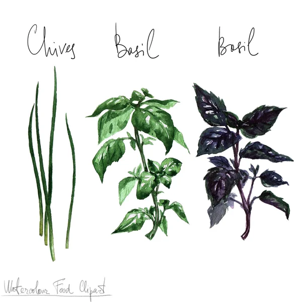 Watercolor Food Clipart - Herbs — Stock Photo, Image