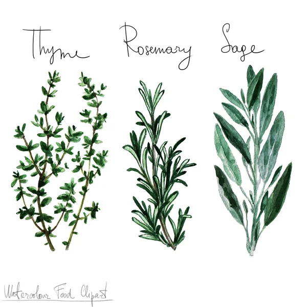 Watercolor Food Clipart - Herbs — Stock Photo, Image