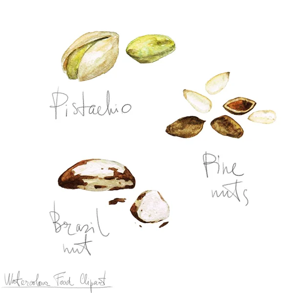 Akvarel potravin kliparty - Nuts — Stock fotografie
