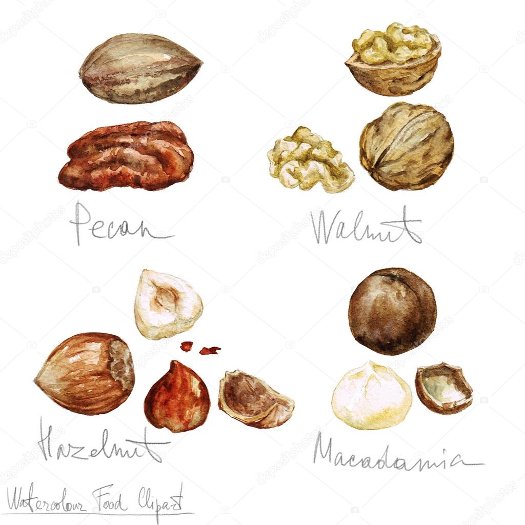 Watercolor Food Clipart - Nuts