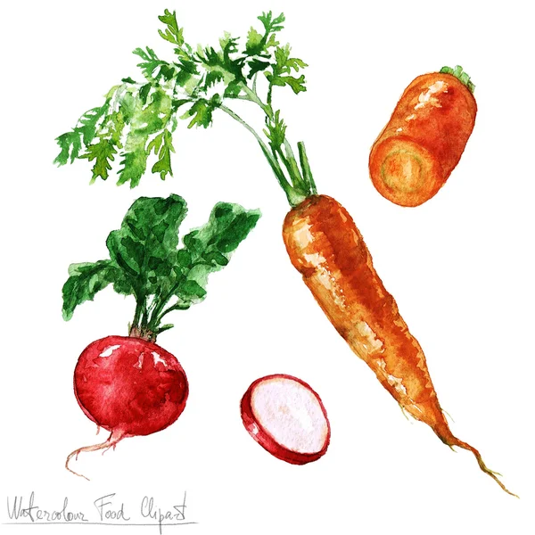 Watercolor Food Clipart Morcov și ridiche — Fotografie, imagine de stoc