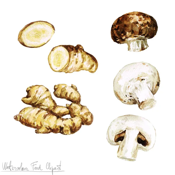 Watercolor Food Clipart - Ginger and Mushroom — Stock Photo, Image