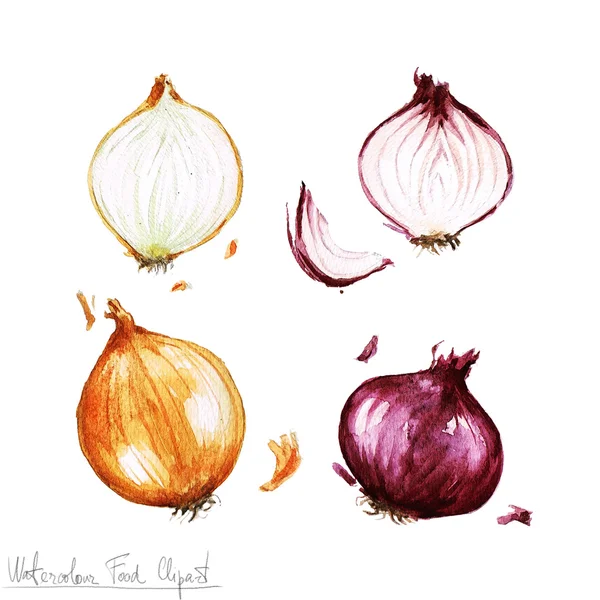 Watercolor Food Clipart - Onion — Stock Image Watercolor Food Clipart - Onion Stock Image