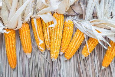 Kuru Mısır yakın çekim.