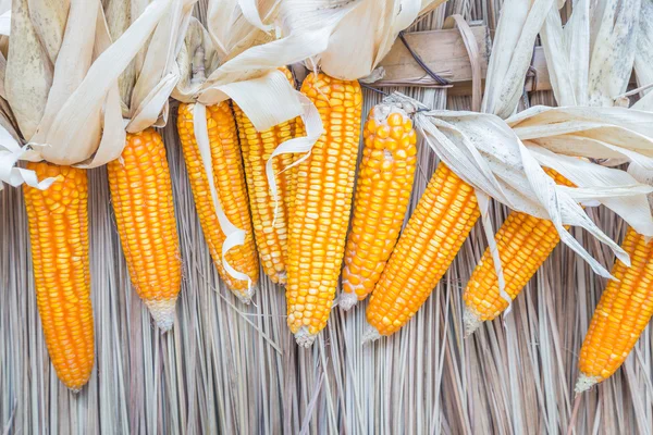Close up of dry corns. — Stock Photo, Image