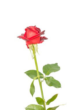 Beyaz arkaplanda kırmızı güller.