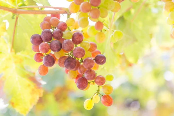 Grapes in the vineyard — Stock Photo, Image