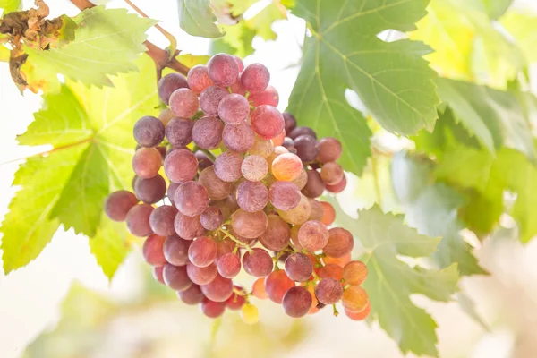 Grapes in the vineyard — Stock Photo, Image