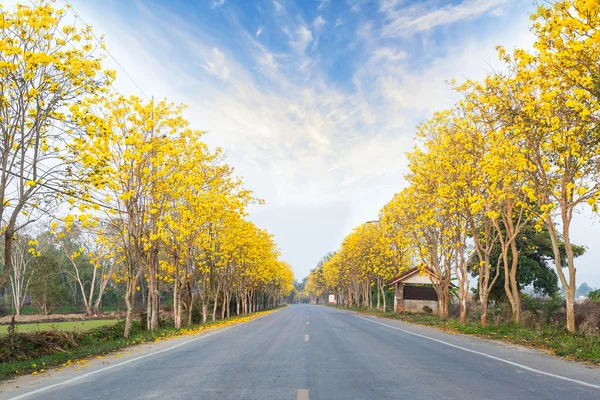 Las calles son árboles con flores amarillas . — Foto de Stock