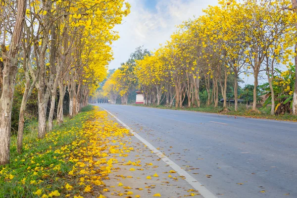 Las calles son árboles con flores amarillas . —  Fotos de Stock