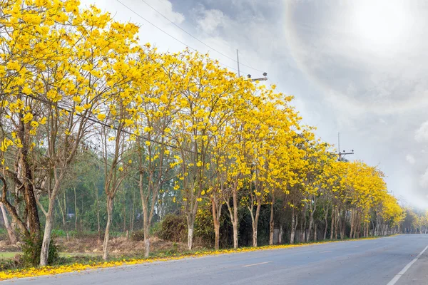 Las calles son árboles con flores amarillas . — Foto de Stock