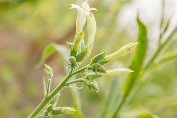 Nicotiana tabacum w ogrodzie — Zdjęcie stockowe