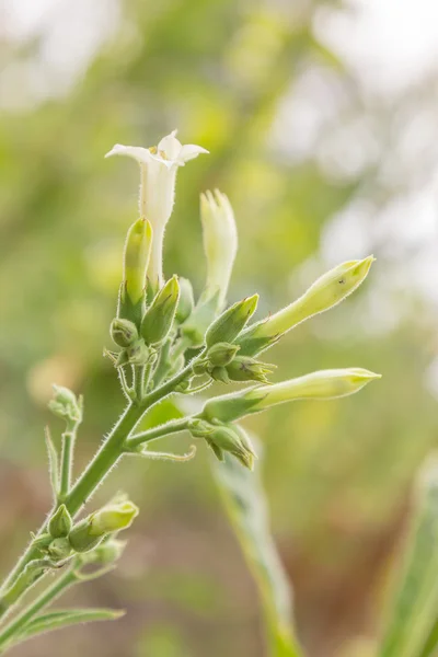 Nicotiana tabacum en el jardín — Foto de Stock