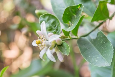 limon ağacı çiçekleri ve yaprakları
