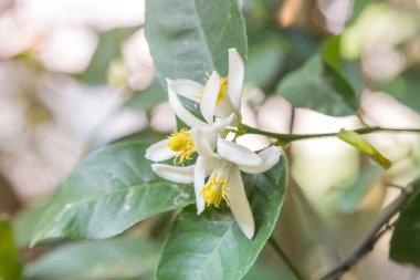 limon ağacı çiçekleri ve yaprakları